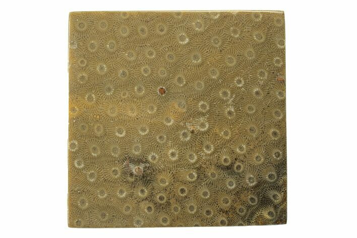 Polished Fossil Rugose Coral Slab - Morocco #276186